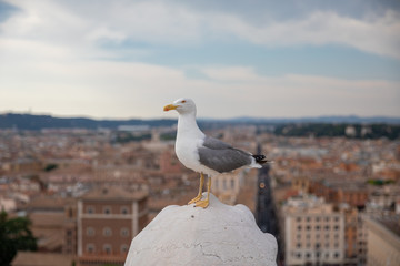 Mediterranean gull seating on roof of Vittoriano in Rome, Italy