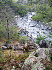 Reindeer in Torres del Paine National Park, Chile