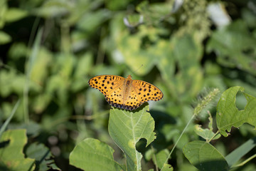ツマグロヒョウモン雄