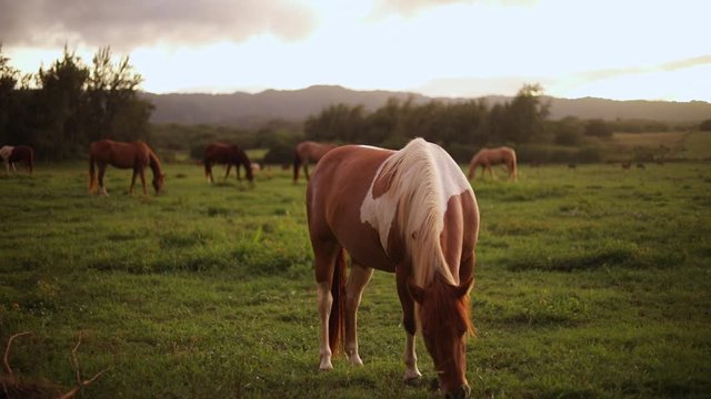 Still slow motion shot of a beautiful Pinto Horse grazing and feeding on the lush green grass on a ranch in Hawaii. Shot during golden hour. Many other horses are seen in the background.