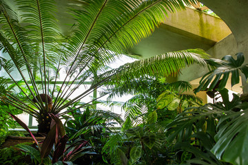 Fototapeta na wymiar Lush green tropical foliage leaves of plants in botanic green house glass house interior. Botanical garden indoor decorative plants