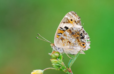 Butterfly,Butterflies