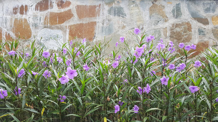 Flowers with Stone wall 