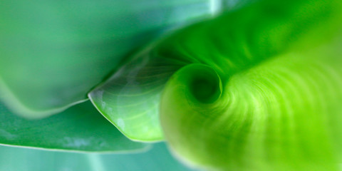 close up of banana leaves	