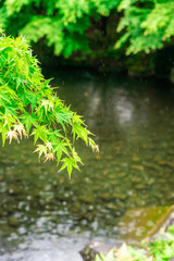 緑の紅葉と雨と川の流れ
