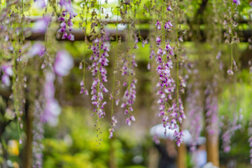 徳川園の藤の花