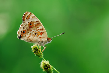 butterfly,butterflies
