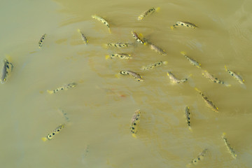 Archer fish or Blowpipe fish in science name Toxotes chatareus a freshwater fish that knock insects...