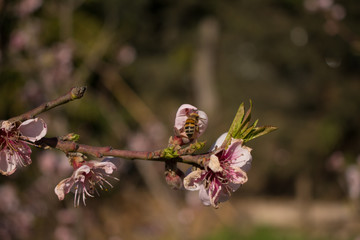 bee