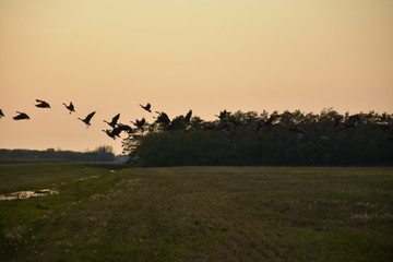 Fototapeta na wymiar flock of geese, dusk, takeoff , leaving the blind