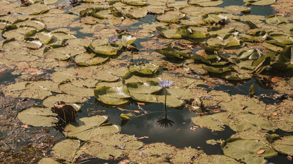 water lily in pond