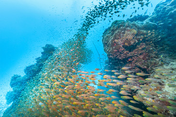 Ishigaki Island Diving - Horde of young fish