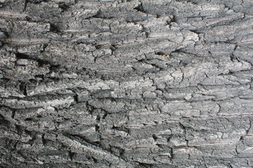 Texture of gray tree bark for 3D modeling. Tree with gray bark, background