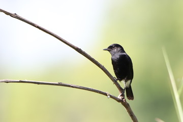 Bird on a branch
