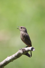 Bird on a branch