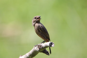 Bird on a branch