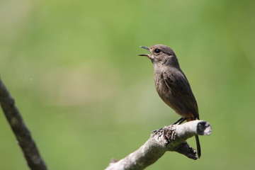 Bird on a branch