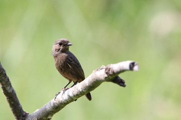 Bird on a branch