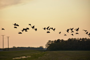 flock of geese, power line, dusk 