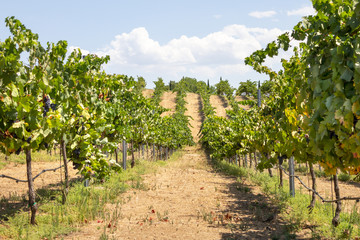 Fototapeta na wymiar Looking down a row of grape vines, at a scenic vineyard, during the summer season.