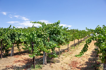 Fototapeta na wymiar A view of a scenic lush green grape vineyard, during the summer season.