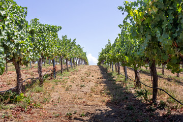 Fototapeta na wymiar A look down a row of grape vineyards during the summer season.