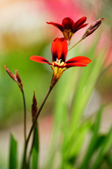 Fototapeta premium dreifarbiges Fransenschwertel