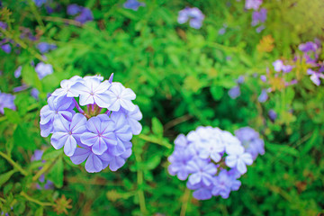Purple flowers in the field of nature, macro view
