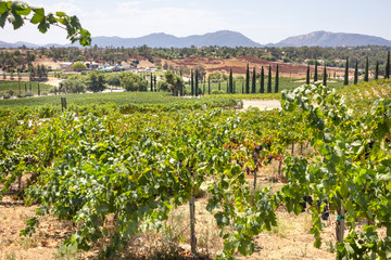 Fototapeta na wymiar A view of a lush scenic countryside grape vineyard