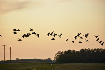 flock of geese, power line, dusk 