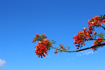 Árbol con flores rojas y cielo azul