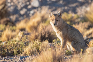 Andean fox