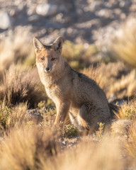 Fox looking