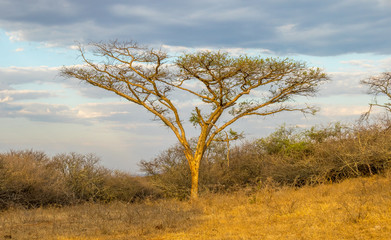 Thorn trees isolated against a cloudy sky in South Africa image in horizontal format with copy space