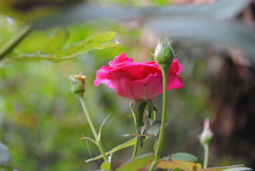 red rose in garden