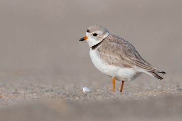 A portrait of an endangered Piping Plover on the beach.