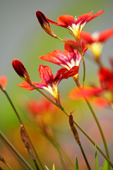 Fototapeta premium dreifarbiges Fransenschwertel