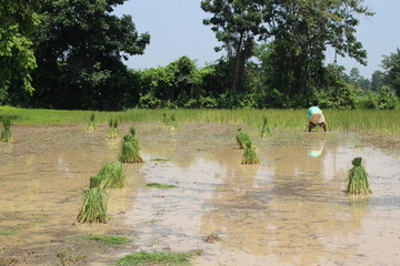 Farmers planted seedlings of jasmine rice on muddy soil, photographed blurry