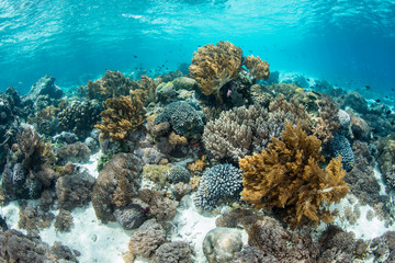 Fototapeta na wymiar A beautiful coral reef thrives near Alor, Indonesia. This region receives strong currents which bring planktonic food to the vibrant fish and corals that live here.