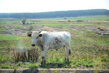 Calf, Cow, White