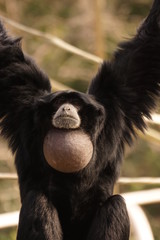 フクロテナガザル