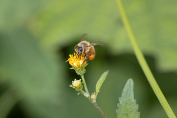 セイヨウミツバチ