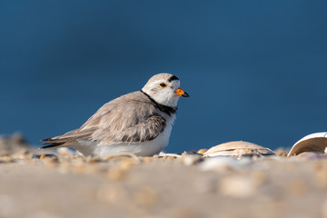 An endangered Piping Plover sitting on the beach.