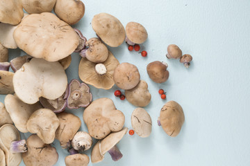 Lepista saeva mushrooms on a light background top view