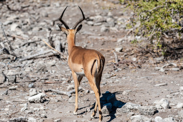 Closeup of an Impala - Aepyceros melampus- grazing on the plains of Etosha National Park, Namibia.