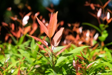 Closed up of red plant in the garden