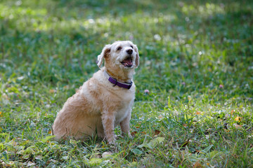 Dog in the park.