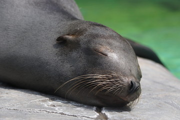 カリフォルニアアシカ