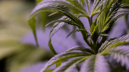 Cannabis Weed Marijuana Leaf Macro Close Up Sativa Plant