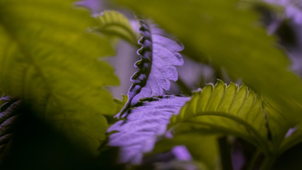 Cannabis Weed Marijuana Leaf Macro Close Up Sativa Plant